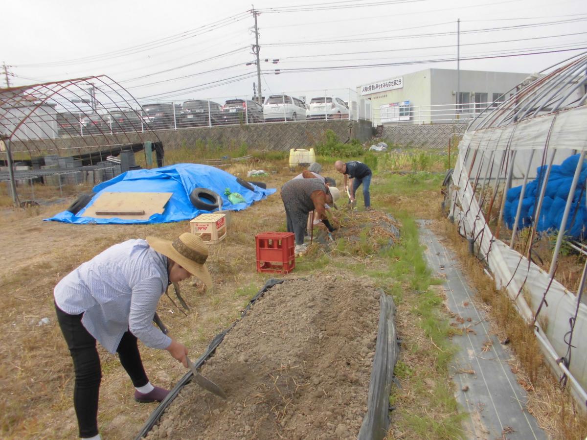 サツマイモの苗を植える。