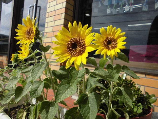 ひまわりの花